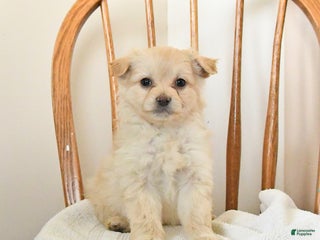 Pomapoo dogs Sadie - Ad 16