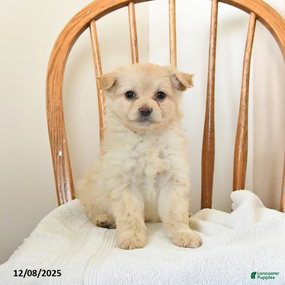 Pomapoo dogs for sale: Sadie - Ad 1