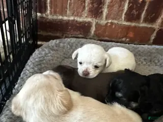 Chihuahua dogs Chihuahua Puppy 3 - Ad 12