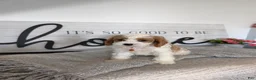 Cavapoo dogs for sale: Patrick  - Ad 10