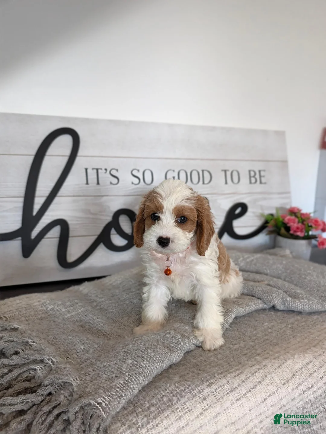 Cavapoo dogs for sale: Patrick  - Ad 10