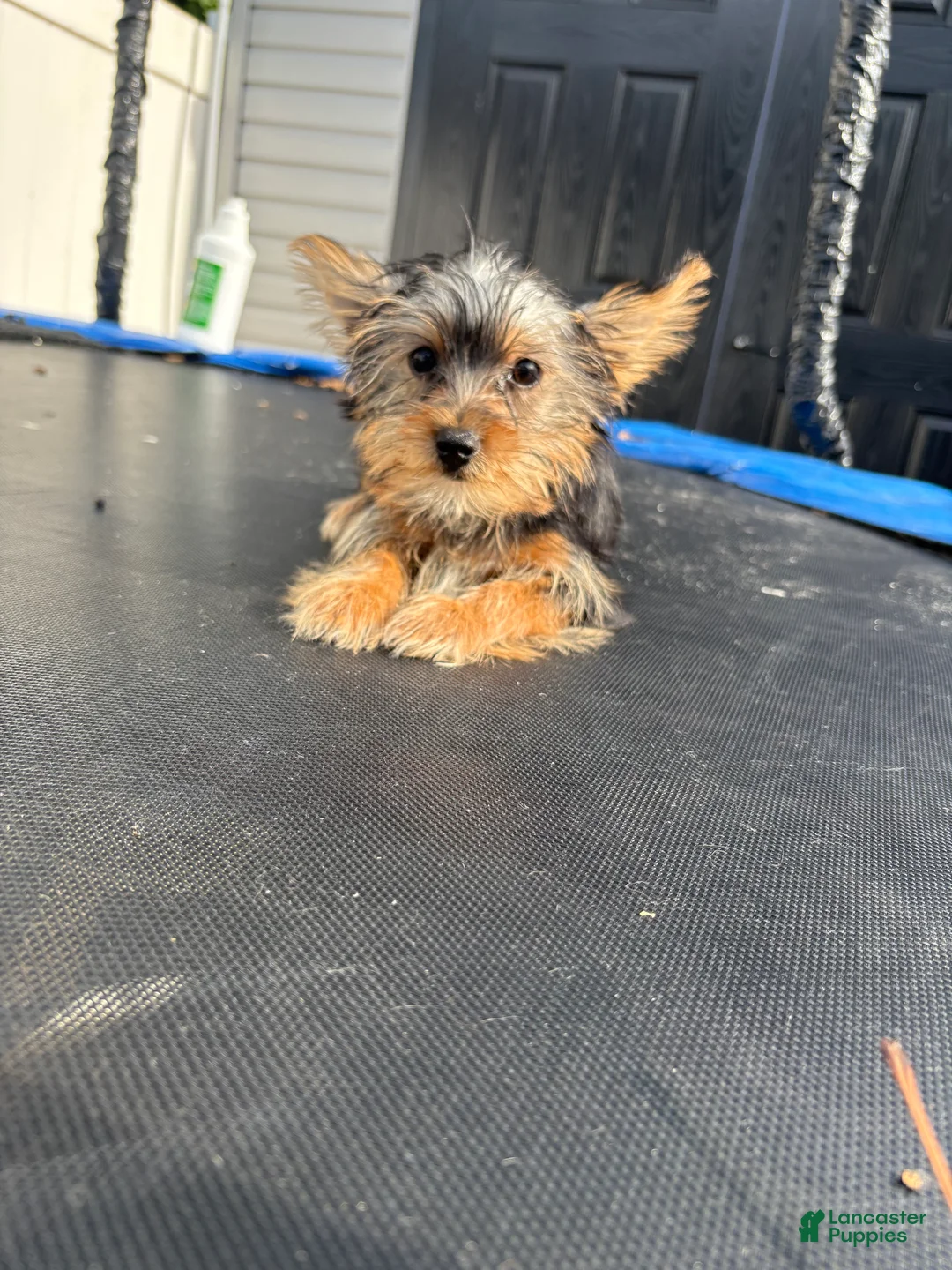 Yorkshire Terrier dogs for sale: Cash - Ad 2