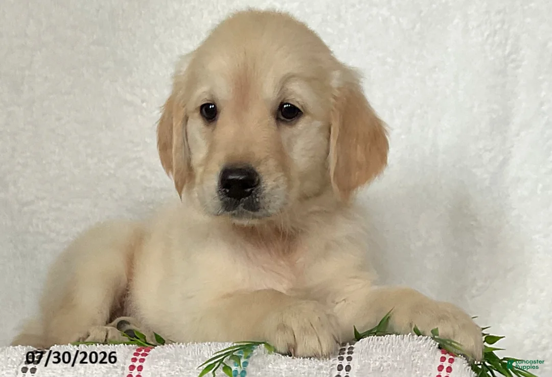Golden Retriever dogs for sale: Princess - Ad 1