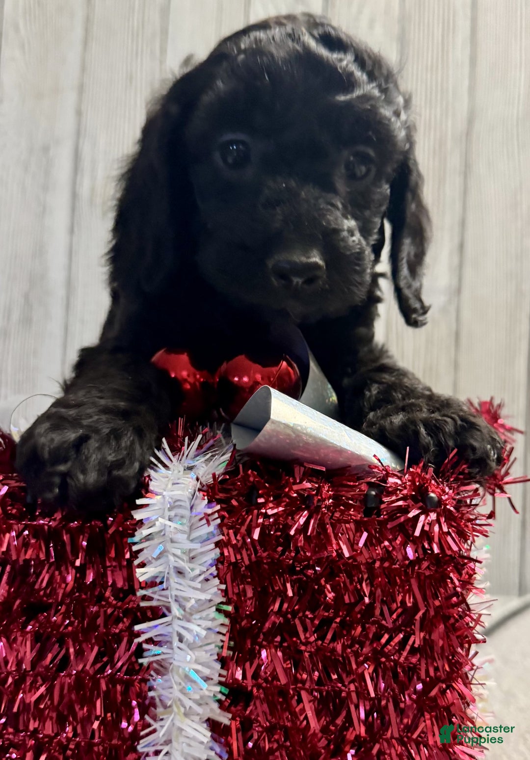 Mixed Breed dogs for sale: Jill - Ad 4