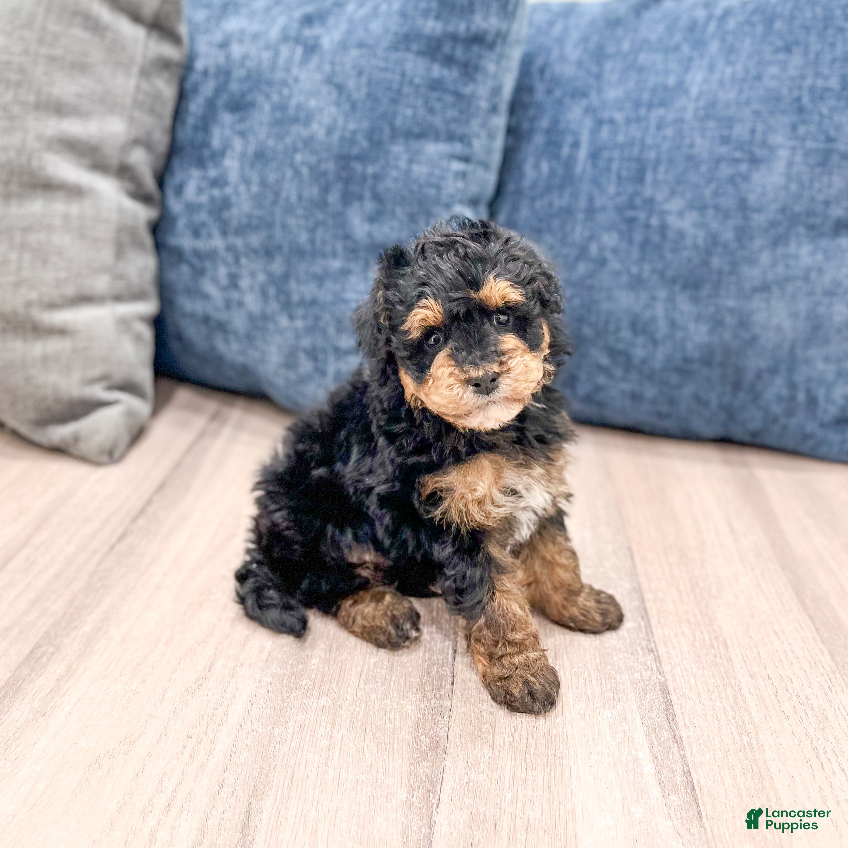 Mini Bernedoodle dogs for sale: Champ - Ad 3