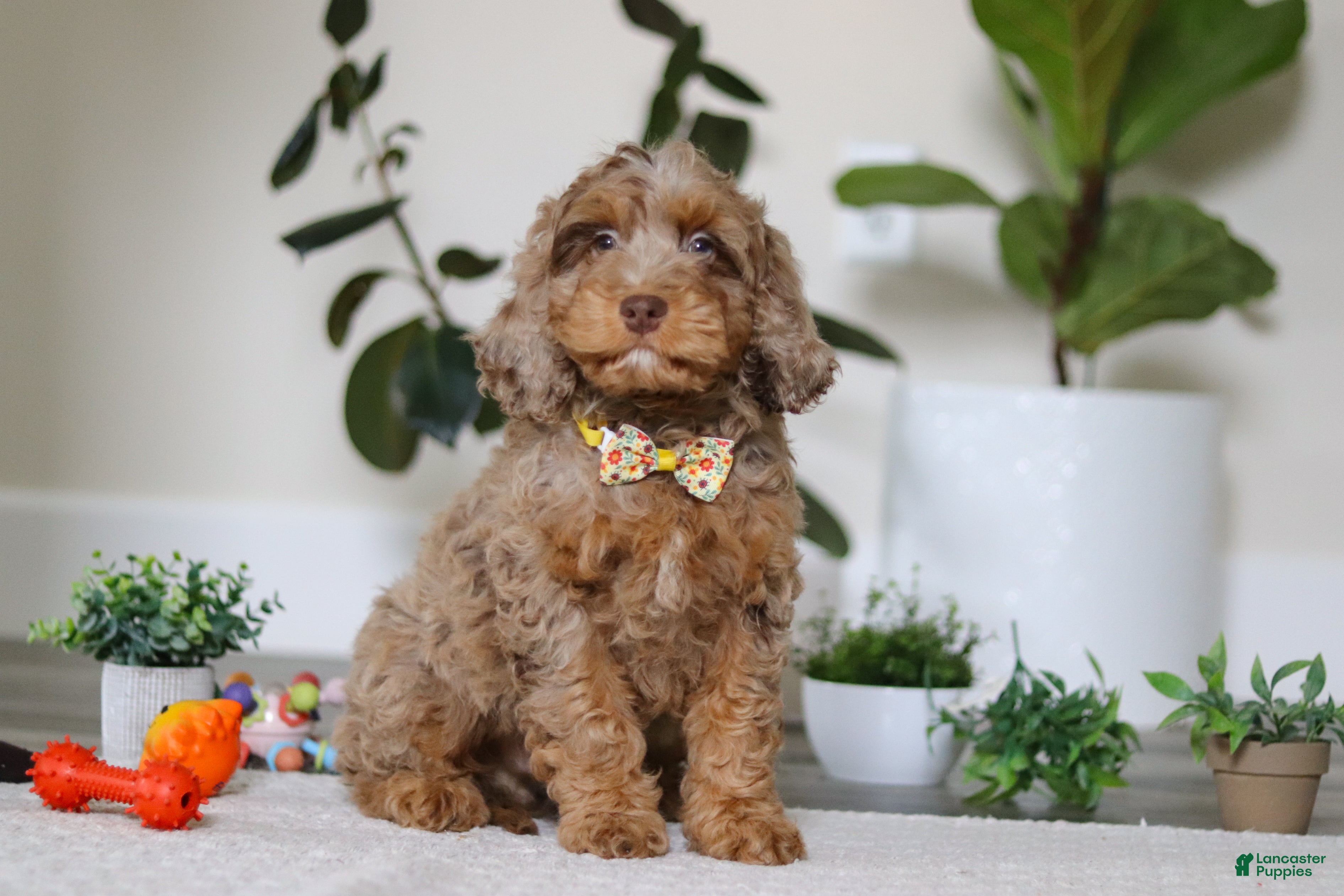 Cockapoo dogs Ace - Ad 1