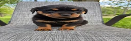 Rottweiler dogs for sale: Stella - Ad 2