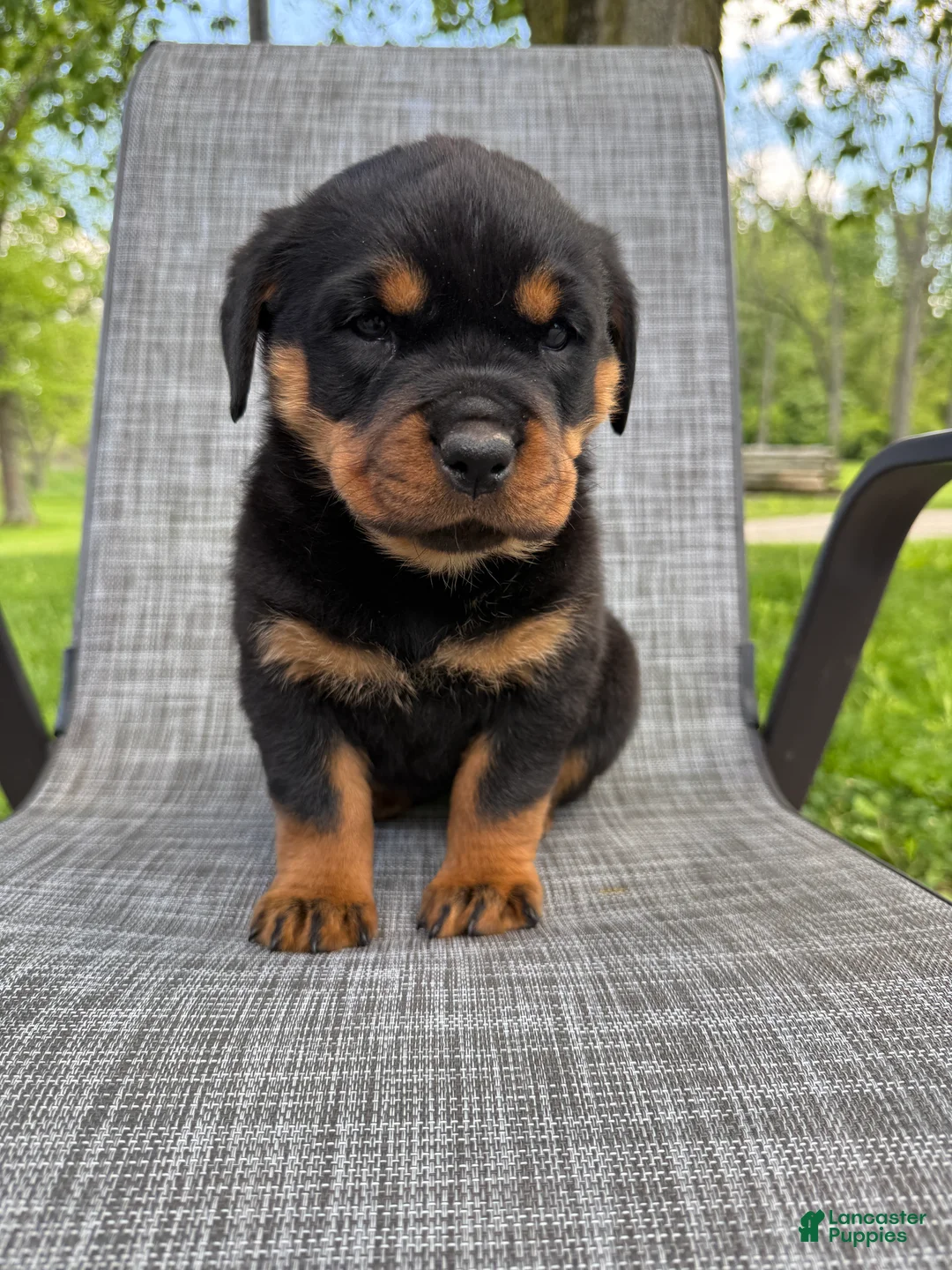 Rottweiler dogs for sale: Stella - Ad 2