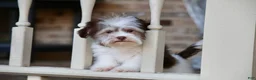 Havanese dogs for sale: Hope - Ad 8