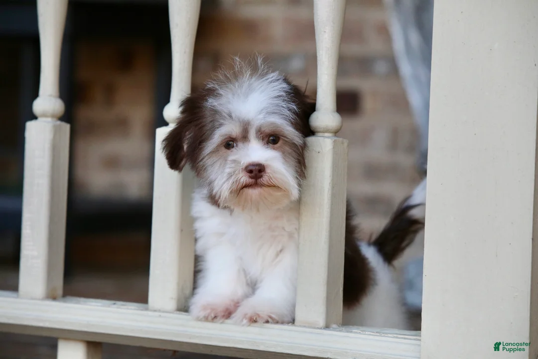 Havanese dogs for sale: Hope - Ad 8