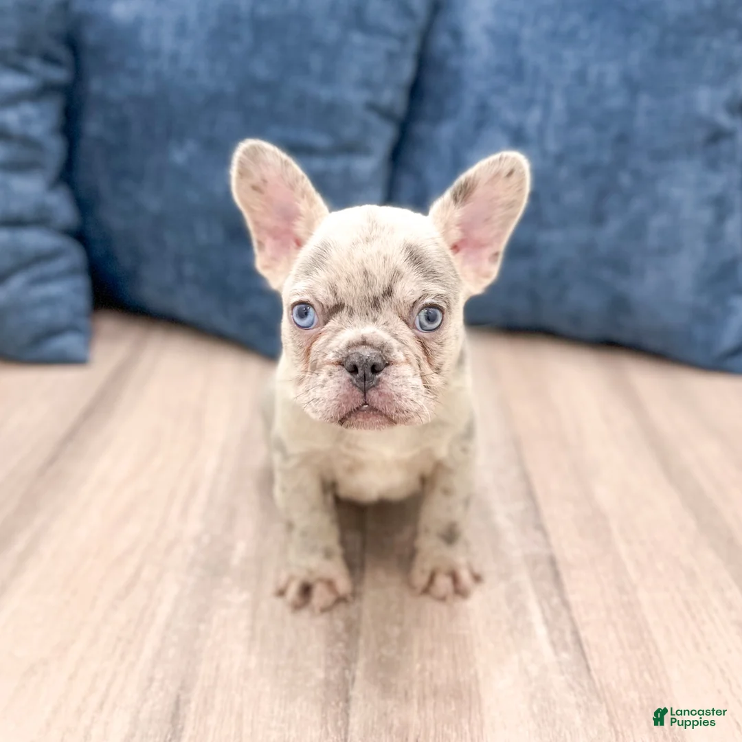 French Bulldog dogs for sale: Marco - Ad 1