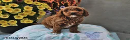 Cavapoo dogs for sale: Dora - Ad 4