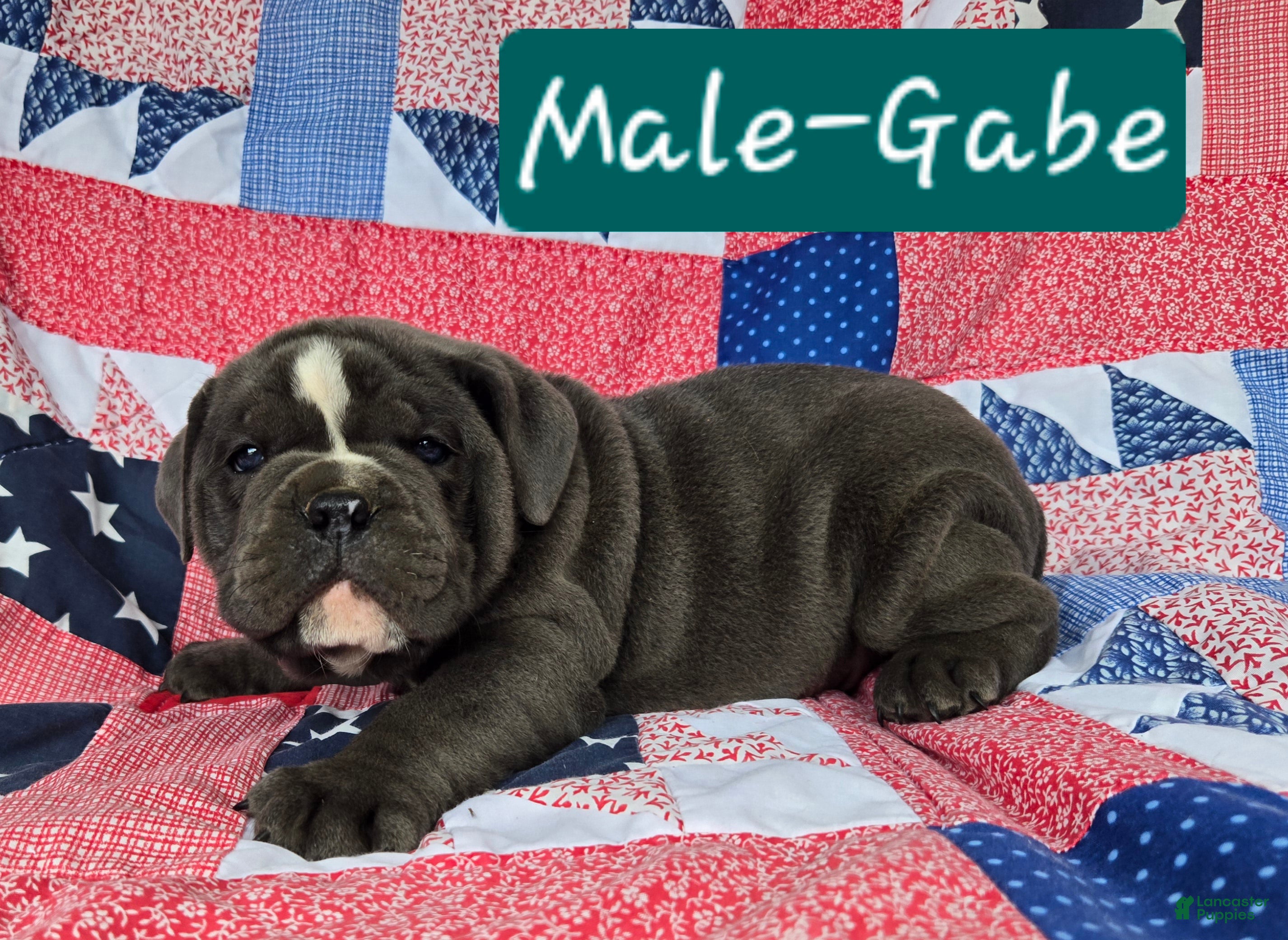 Olde English Bulldogge dogs Gabe - Ad 1
