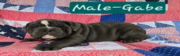 Olde English Bulldogge dogs for sale: Gabe - Ad 1