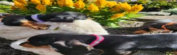 Miniature Dachshund dogs for sale: Zella - Ad 11
