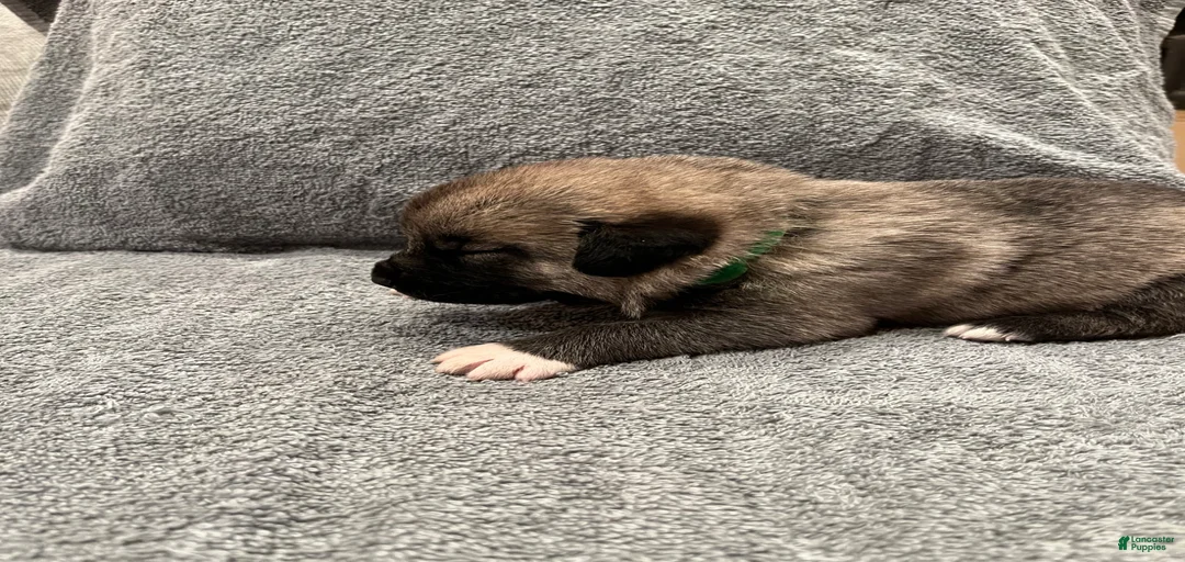 Gallery Image {{count}}