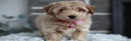 Maltipoo dogs for sale: Raya - Ad 12