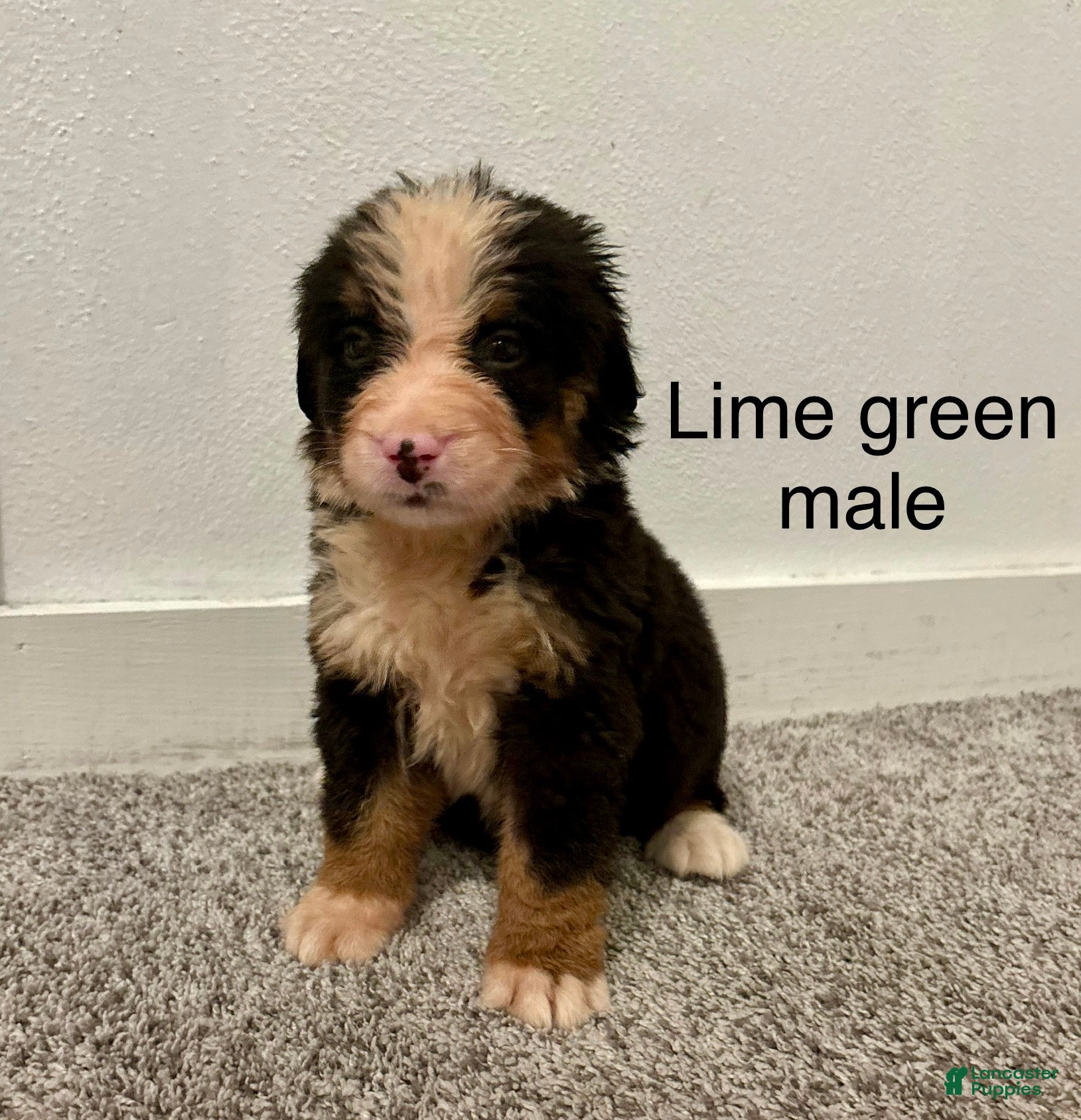 Bernese Mountain Dog dogs Lime Green male  - Ad 6