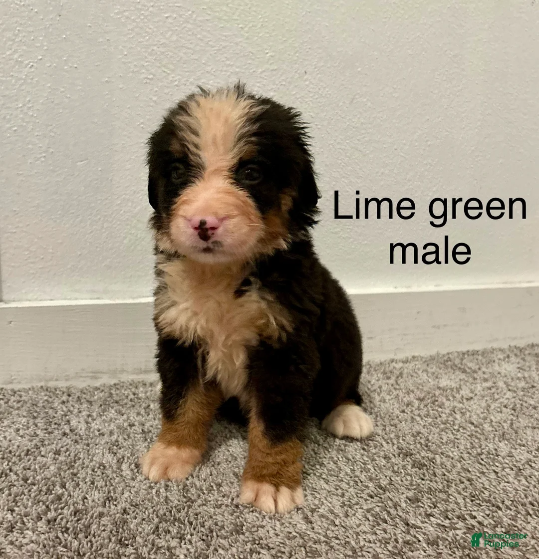 Bernese Mountain Dog dogs for sale: Lime Green male  - Ad 1
