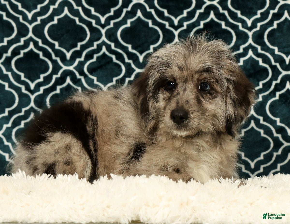 Mini Aussiedoodle dogs Moose - Ad 2