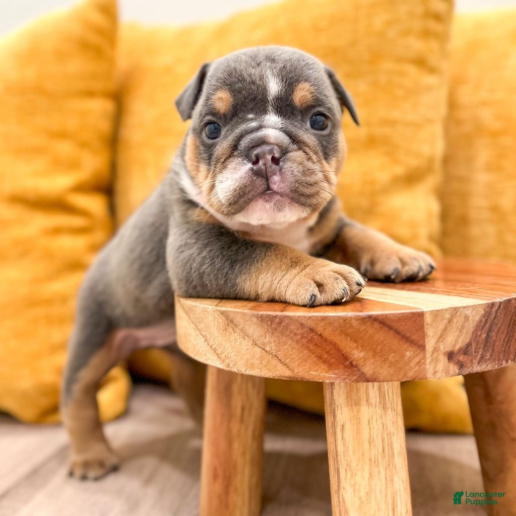 English Bulldog dogs Clare - Ad 2