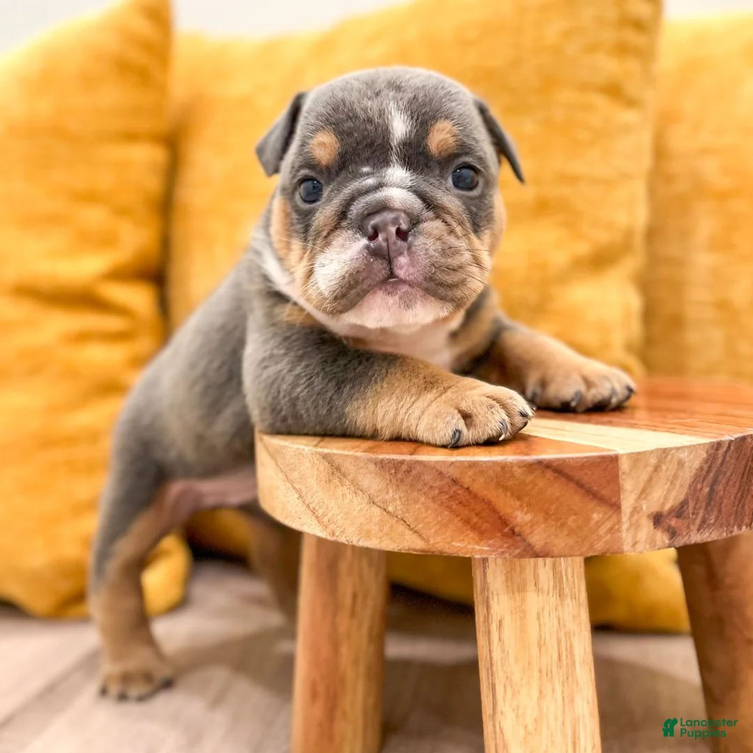 English Bulldog dogs for sale: Clare - Ad 2