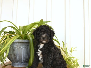 Bichpoo dogs - Ad 11