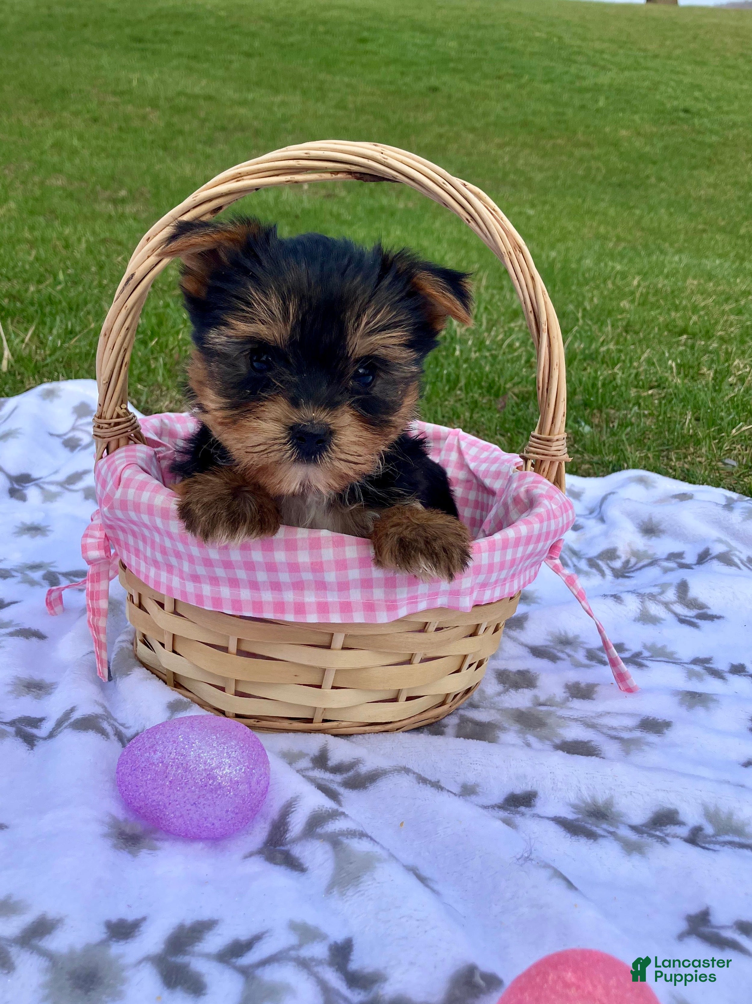 Yorkshire Terrier dogs Macy - Ad 1