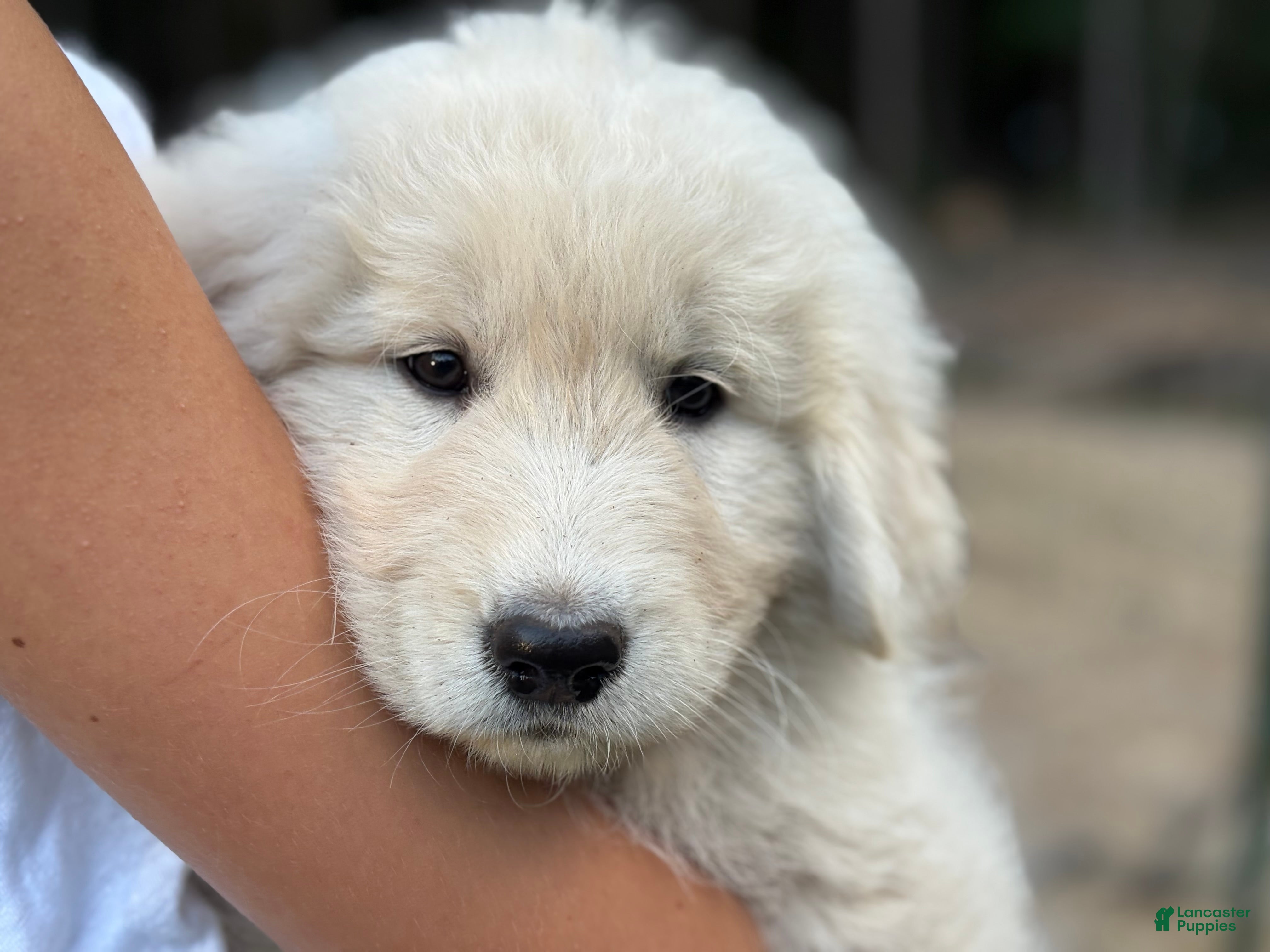 Sheepdog Breed Portuguese Sheepdog Puppies Briard Long Haired Dog