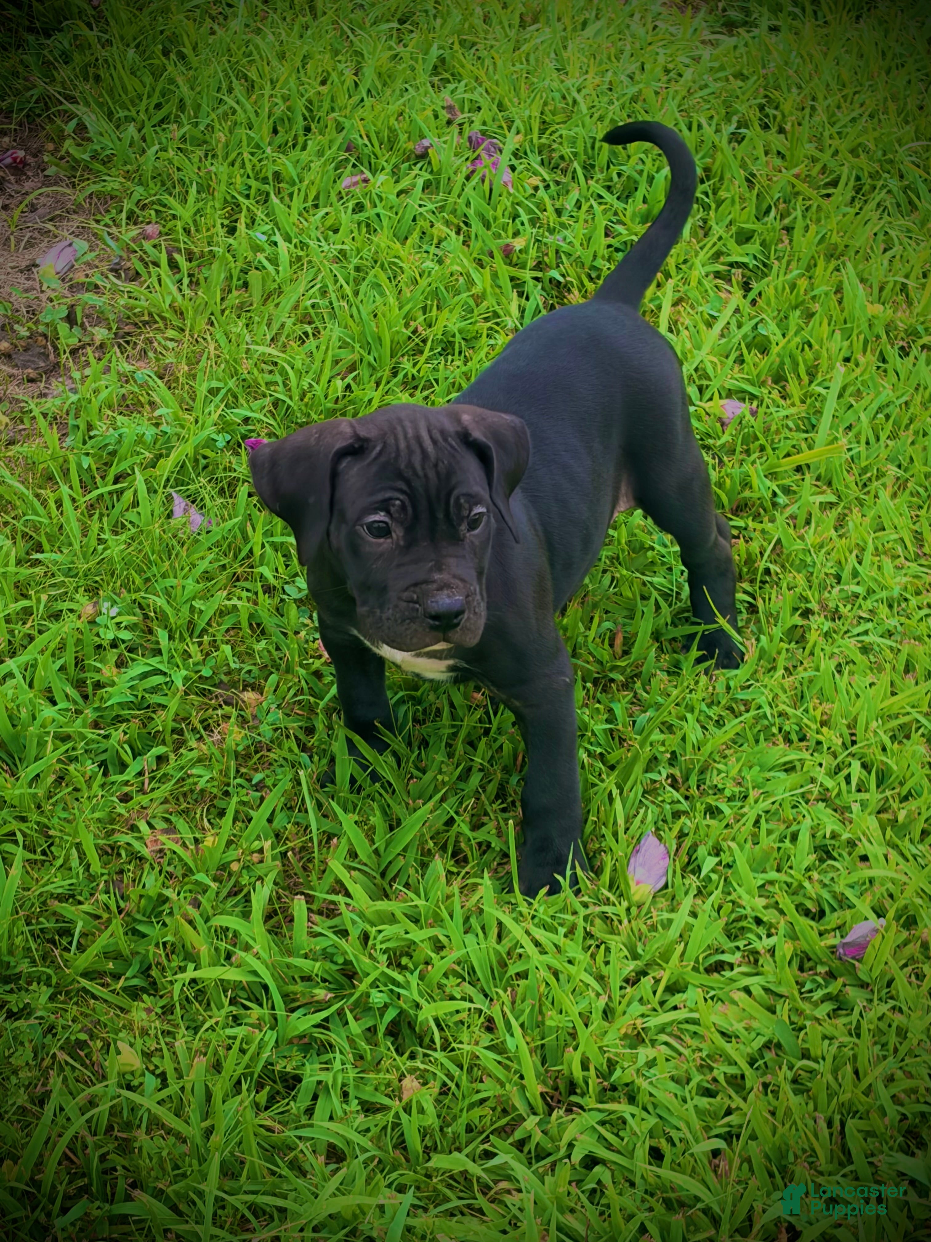 Presa Canario dogs Presa Canario 2 - Ad 1