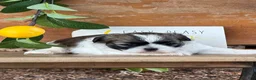 Shih Tzu dogs for sale: Queenie Shih Tzu  - Ad 15