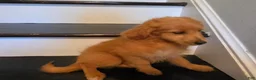 Mini Goldendoodle dogs for sale: Micro Goldendoodle 2 - Ad 5