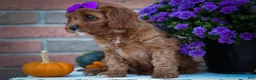 Cavapoo dogs for sale: RUSTY - Ad 2
