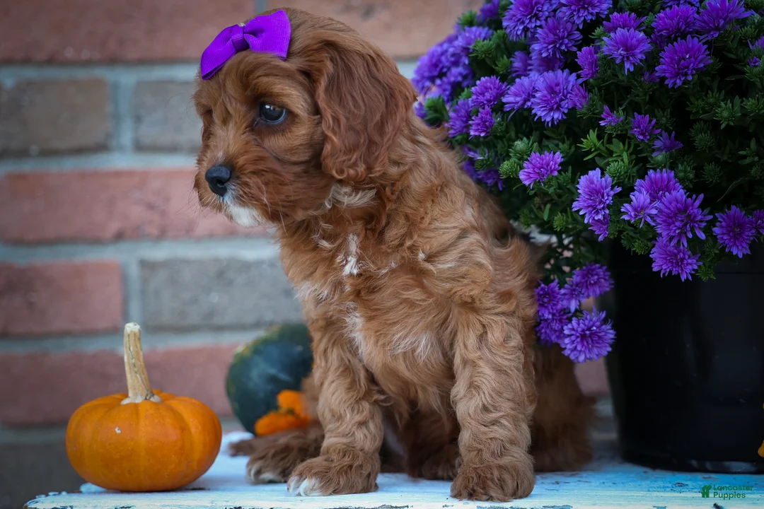 Cavapoo dogs for sale: RUSTY - Ad 2