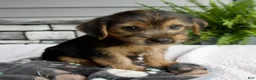Morkie dogs for sale: Wyatt - Ad 3
