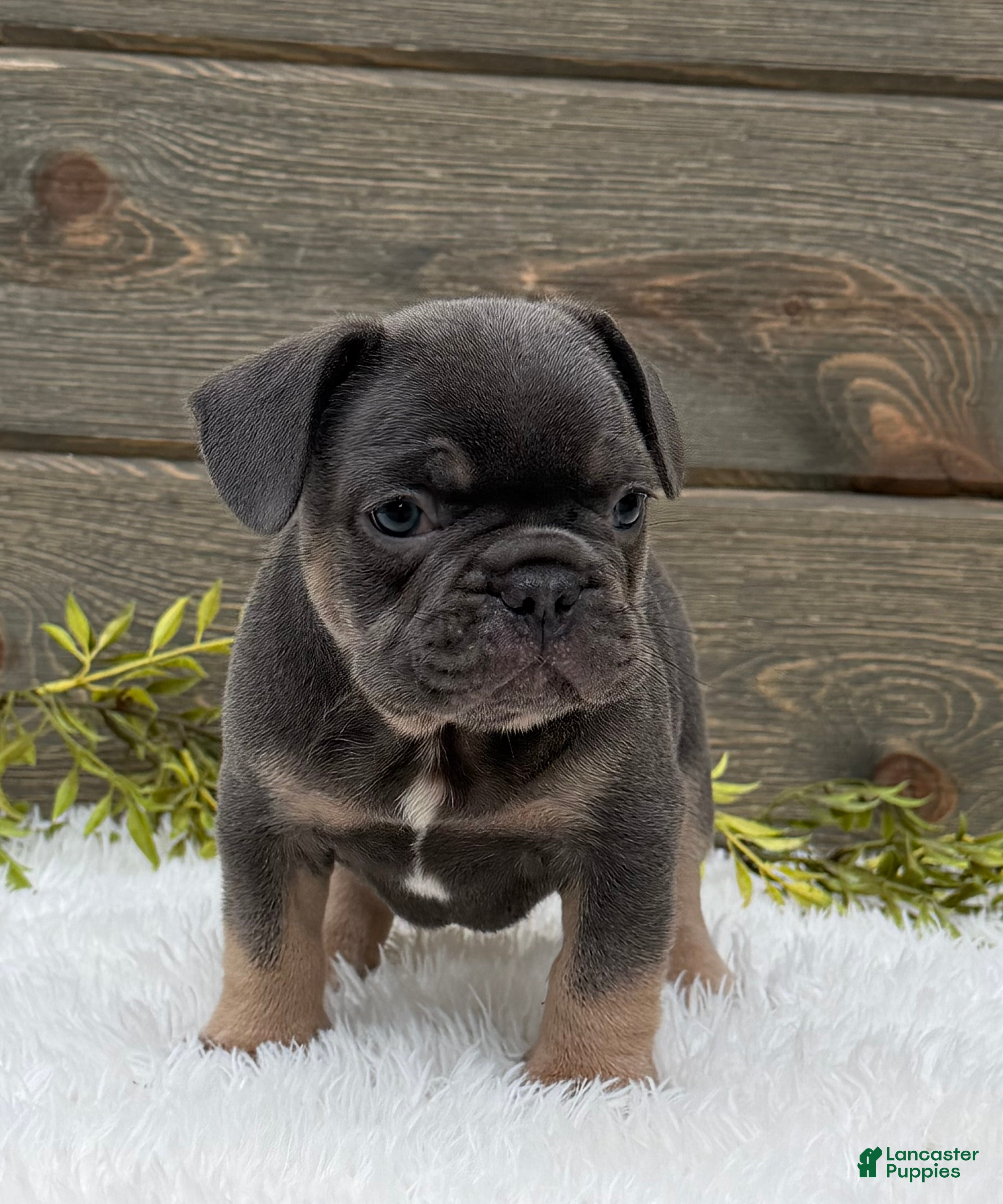 French Bulldog dogs for sale: Tommy - Ad 4