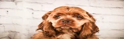 Cocker Spaniel dogs for sale: Avery - Ad 3