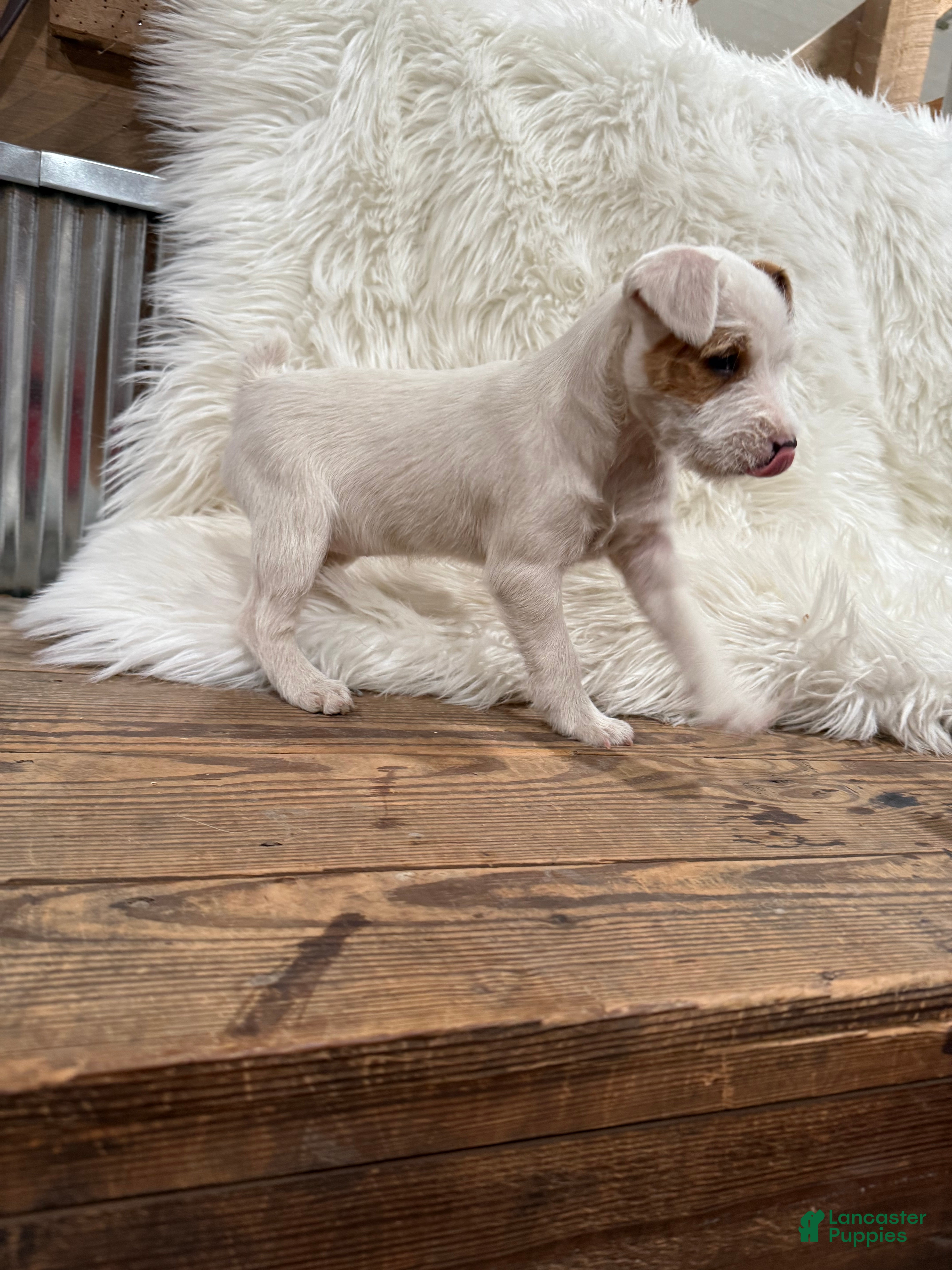 Jack Russell Terrier dogs Taylor Puppy 1 - Ad 2