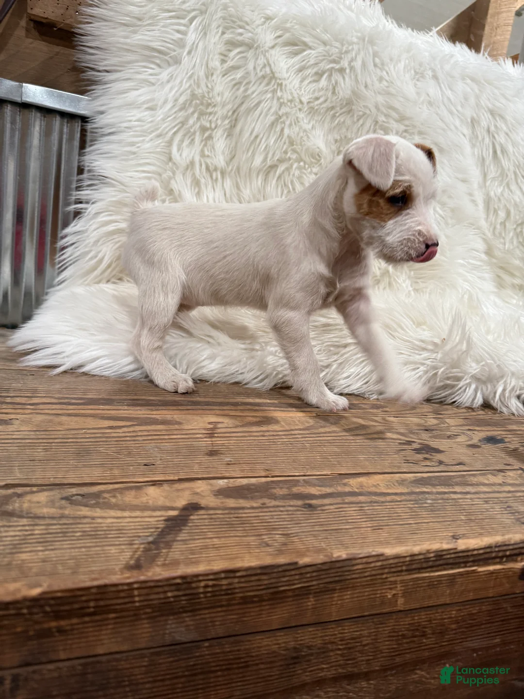 Jack Russell Terrier dogs for sale: Taylor Puppy 1 - Ad 2