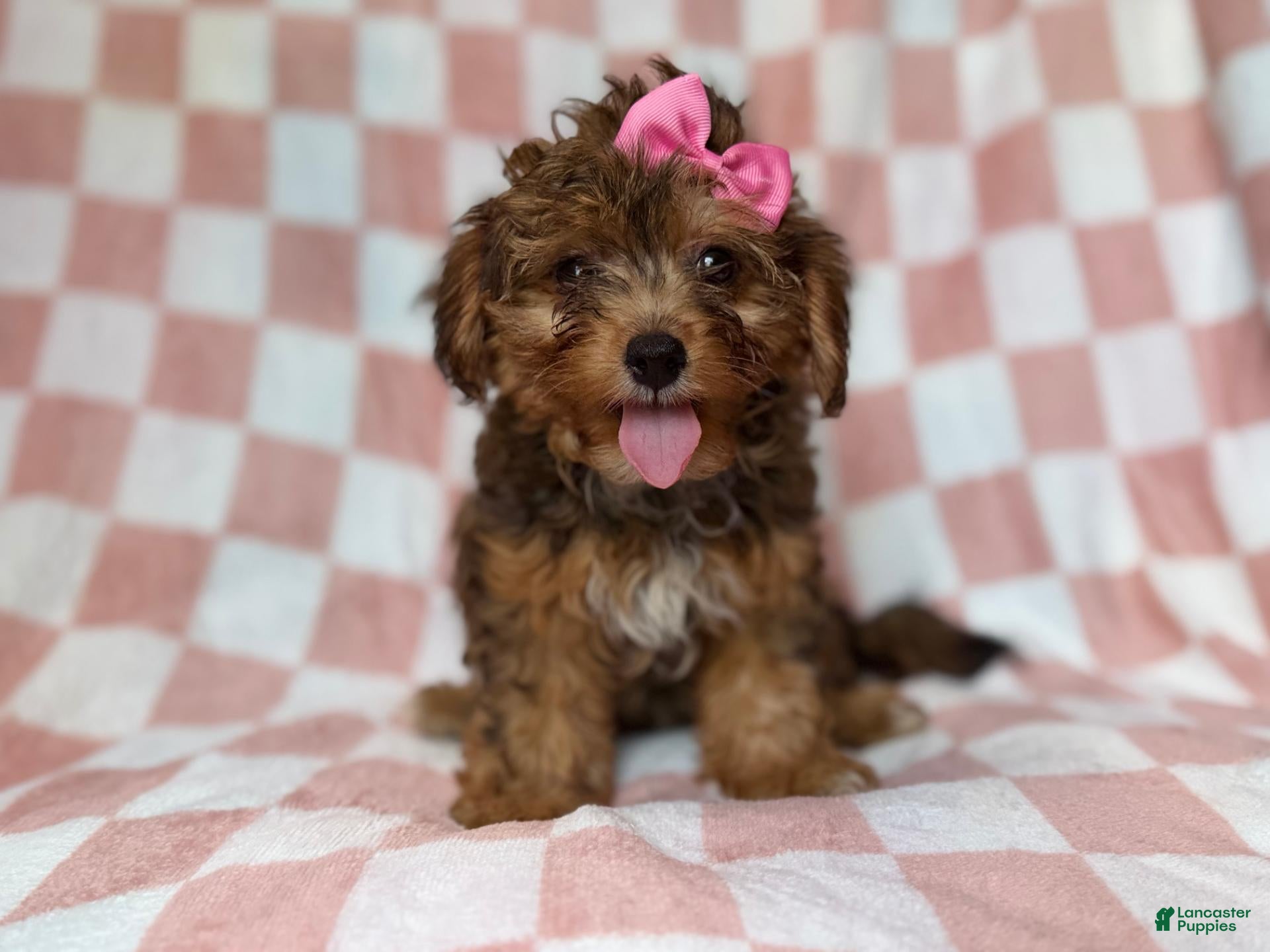 Yorkiepoo dogs Bailey - Ad 4