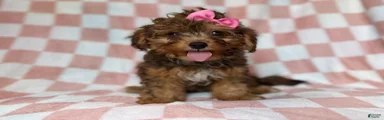 Bailey