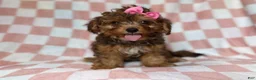 Yorkiepoo dogs for sale: Bailey - Ad 1