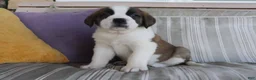 Saint Bernard dogs for sale: Mel  - Ad 4