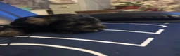 Miniature Schnauzer dogs for sale: Miniature Schnauzer 2 - Ad 2
