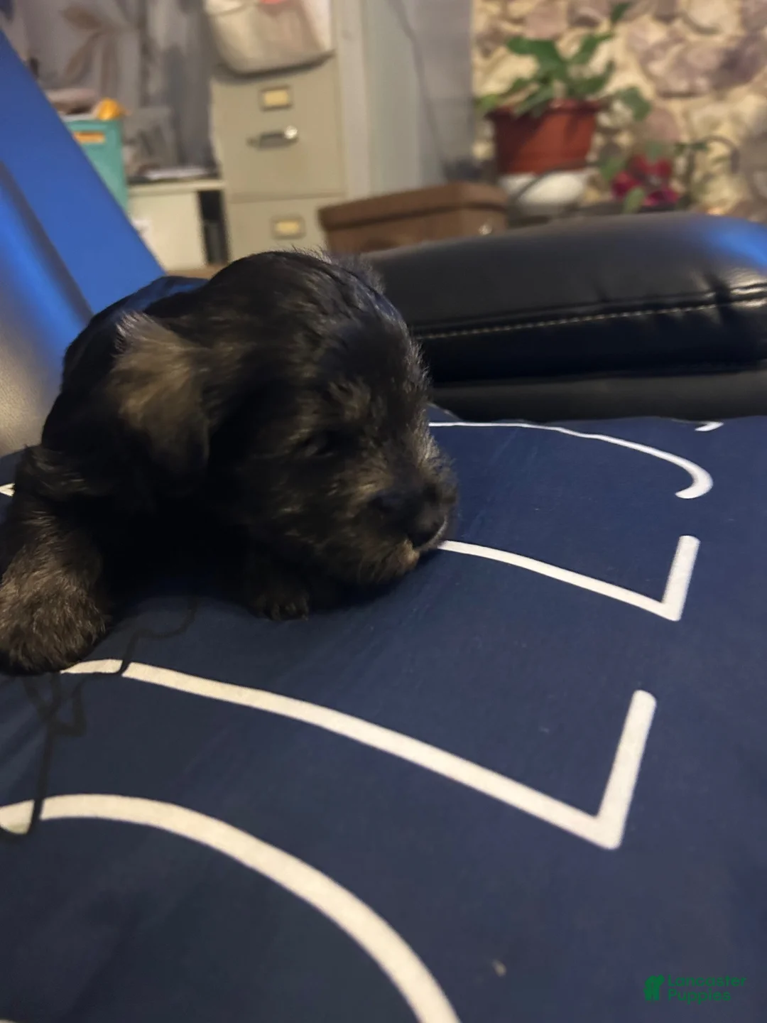 Miniature Schnauzer dogs for sale: Miniature Schnauzer 2 - Ad 2