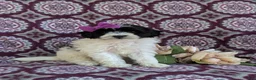 Havapoo dogs for sale: Shalene Hypoallergenic - Ad 3