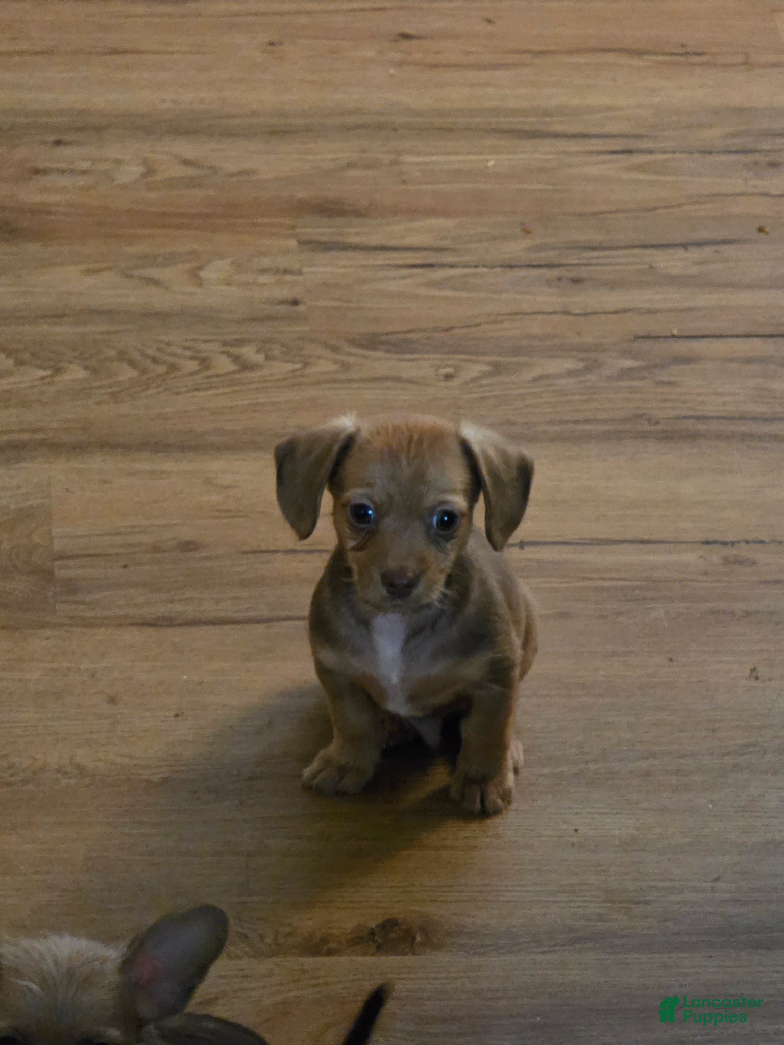Mixed Breed dogs for sale: Bashful (Bash) - Ad 1