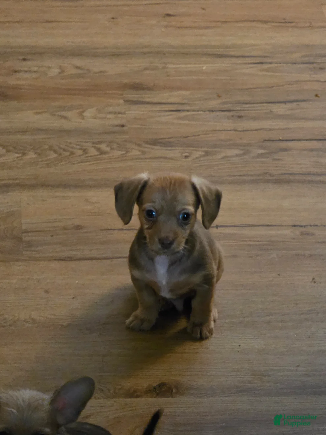 Mixed Breed dogs for sale: Bashful (Bash) - Ad 1