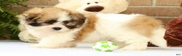 Malshi dogs for sale: Bradley - Ad 7