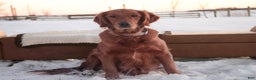Golden Retriever dogs for sale: Stetson - AKC - Ad 4
